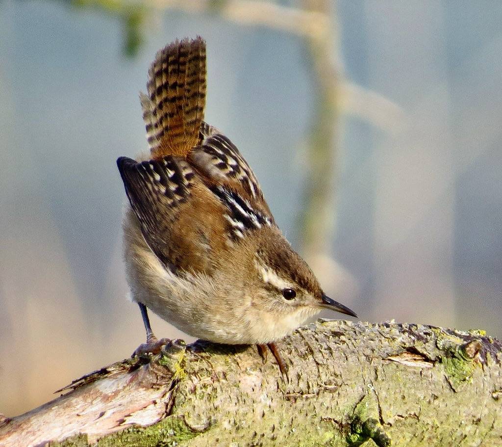 Marsh Wren by mizmak is licensed under CC BY-NC-ND 2.0